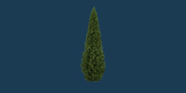 Emerald Arborvitae 3D model Max File
