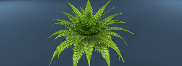 Fern Plant 3D model Max File