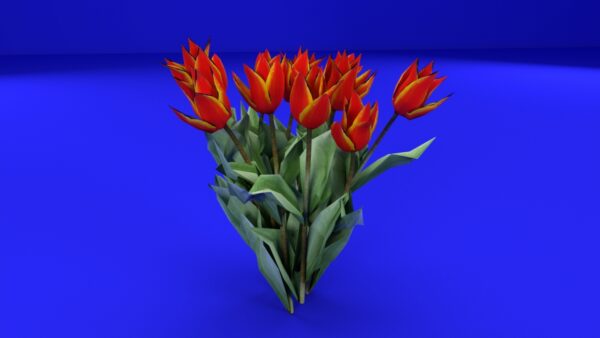 Orange Tulip 3D Model
