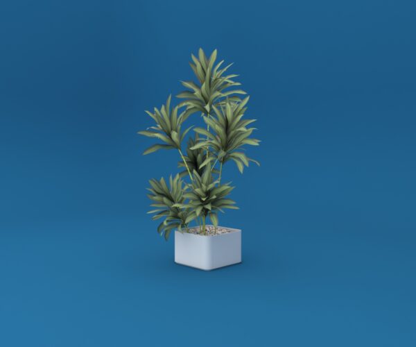 Potted Ficus Plant 3D model Max File