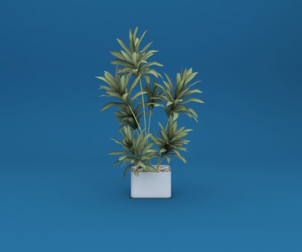 Potted Ficus Plant 3D Model