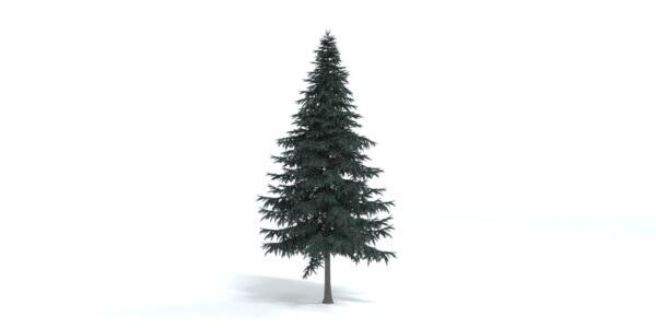 Deodar Cedar Tree 3D Model Max file