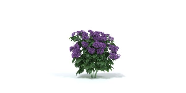 Lilac Ground Plant 3D model Max File