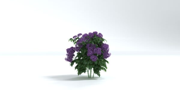 Lilac Ground Plant 3D Model