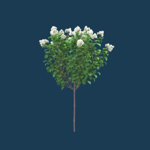 Limelight Hydrangea Tree 3D model instant download 3D tools OBJ 3DS Max File