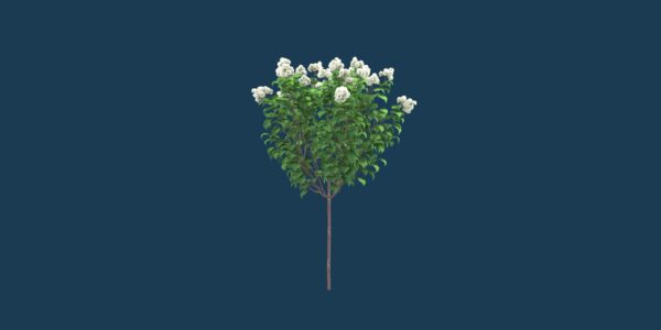 Limelight Hydrangea Tree 3D model instant download 3D tools OBJ 3DS Max File