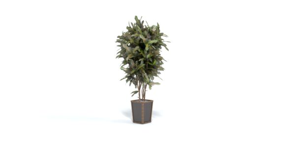 Potted Tree Plant 3D model Max File