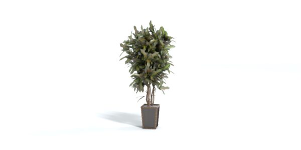 Potted Tree Plant 3D Model
