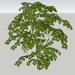 White Birch Tree 3D model instant download 3D tools OBJ 3DS Max File