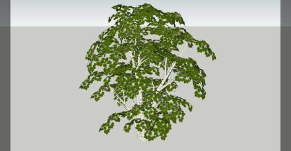White Birch Tree 3D model instant download 3D tools OBJ 3DS Max File