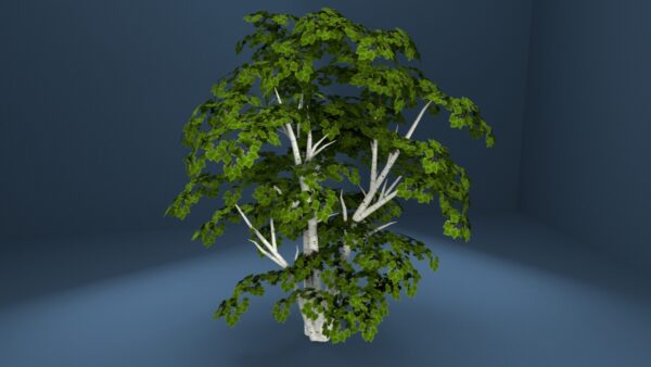 White Birch Tree 3D model Max File