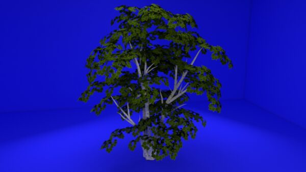 White Birch Tree 3D Model