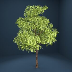 Yellow Birch Tree 3D model instant download 3D tools OBJ 3DS Max File